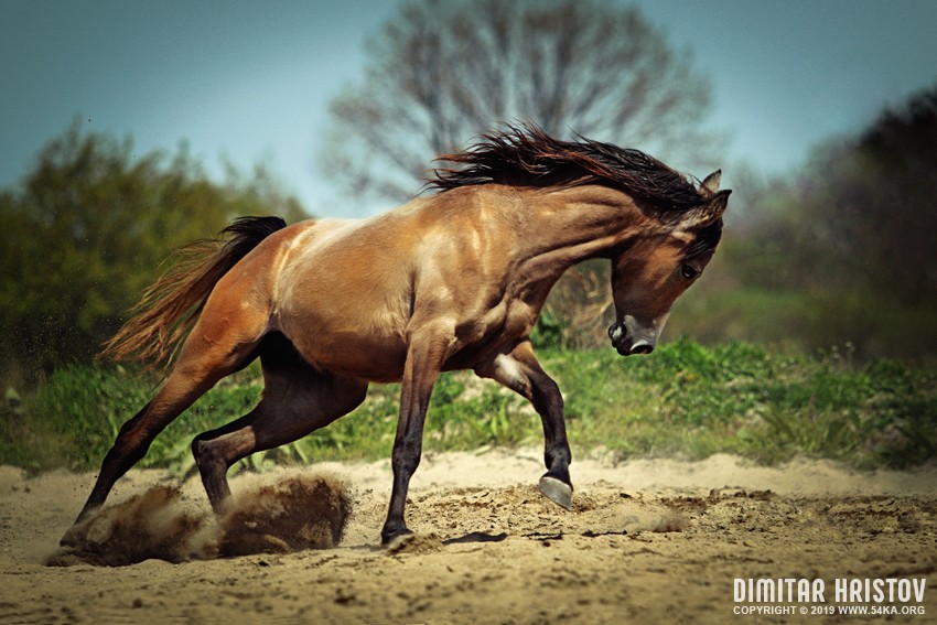 Stallion run gallop in spring meadow photography horse photography animals  Photo