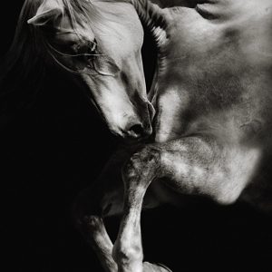 White horse jumping on dark background
