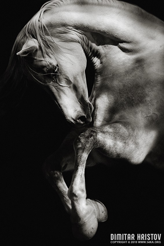 White horse jumping on dark background photography featured equine photography black and white animals  Photo