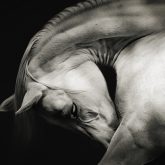 White Horse Sensual Portrait On Black Background