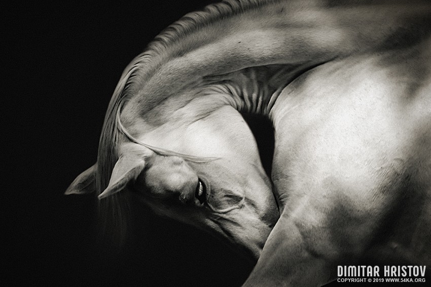 White Horse Sensual Portrait On Black Background photography horse photography top rated featured black and white animals  Photo