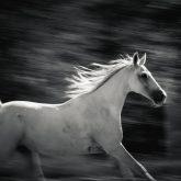 Arabian horse free run on the forest