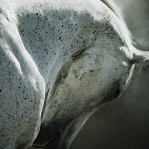White arabian horse close up emotional portrait