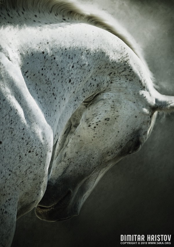 White arabian horse close up emotional portrait photography photomanipulation featured equine photography daily dose  Photo