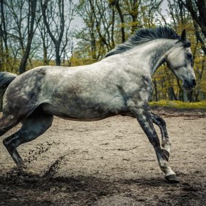 Gray arabian horse running in the forest