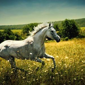 White wild Horse – Fast galloping