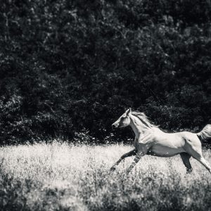 Wild White Horse – Fast galloping in the forest