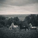 Four horses running in a field