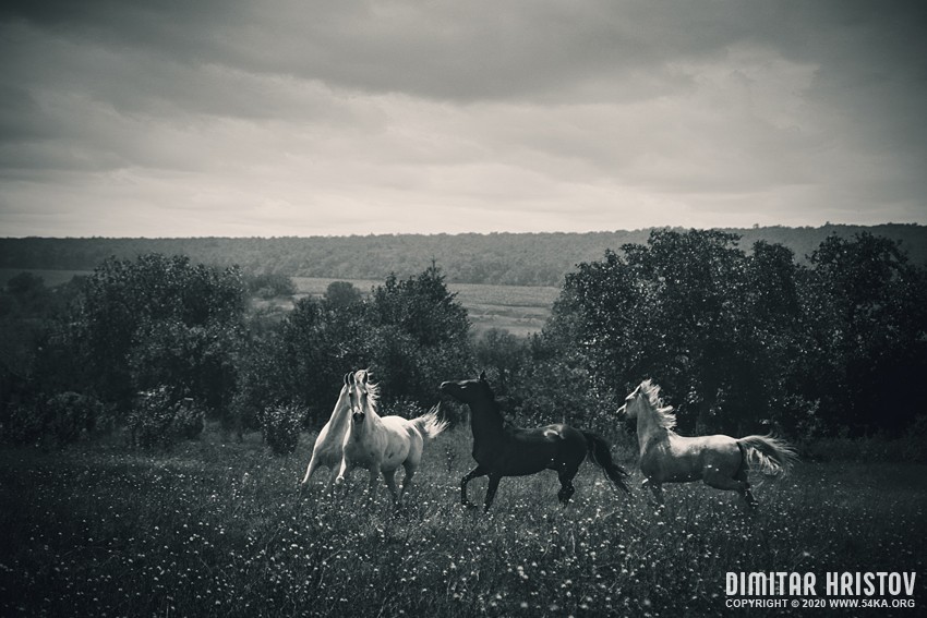 Four horses running in a field photography featured black and white animals  Photo