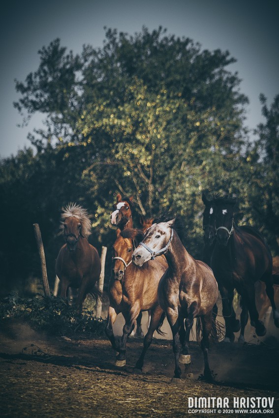 Galloping horses in a meadow photography featured equine photography animals  Photo