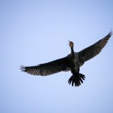 High Flying Bird – Cormorant