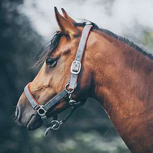Profile view of a brown horse