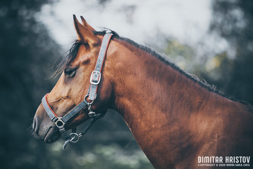 Profile view of a brown horse photography top rated featured equine photography animals  Photo
