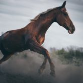 Horse galloping – close up action photography