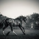 Horse in paddock – Black and White