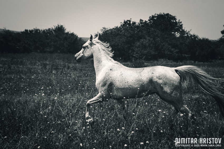 Horse run gallop in meadow photography horse photography top rated featured black and white animals  Photo
