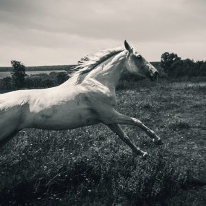 Horse running gallop in spring meadow