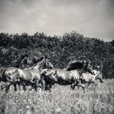 Horses grazing on summer meadow – Black and White