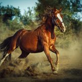 Red horse galloping in dust