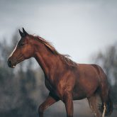 Red horse vintage portrait