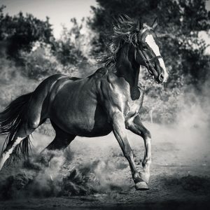 Stallion horse run free and galopping powerful in madow