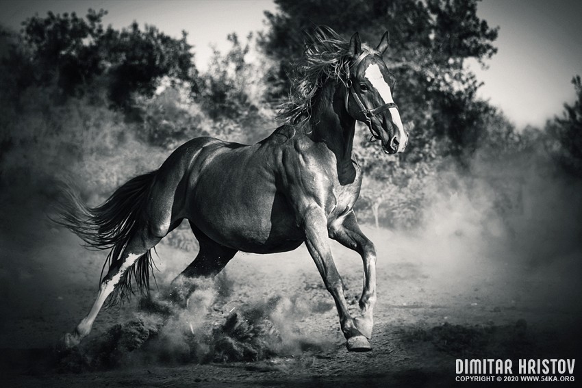 Stallion horse run free and galopping powerful in madow photography horse photography featured black and white animals  Photo