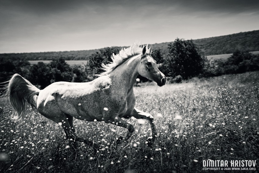 White Horse   Fast galloping photography horse photography featured black and white animals  Photo
