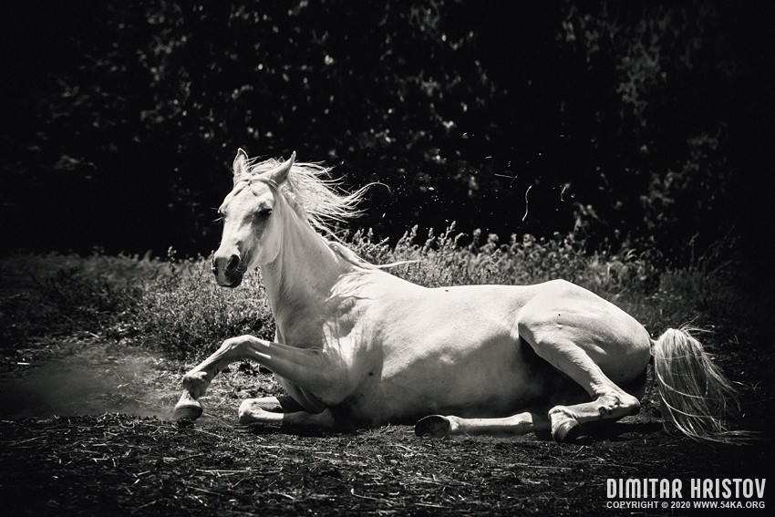 White Horse Laying Down photography horse photography black and white animals  Photo