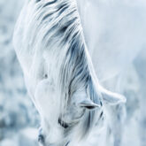 White horse in the light