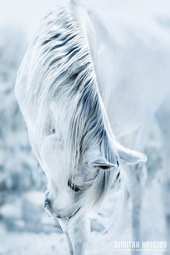White horse in the light photography featured equine photography  Photo
