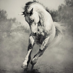 Wild white horse – Black and White photography