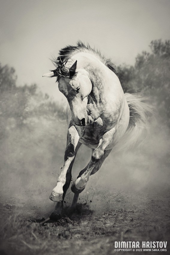 Wild white horse   Black and White photography photography featured equine photography black and white  Photo