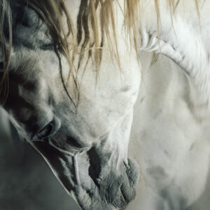 Calm portrait of a white horse