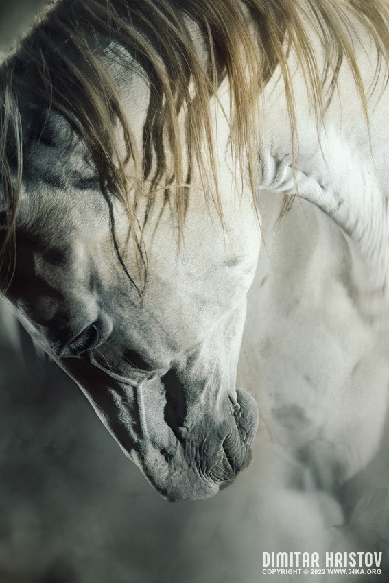 Calm portrait of a white horse photography horse photography featured animals  Photo