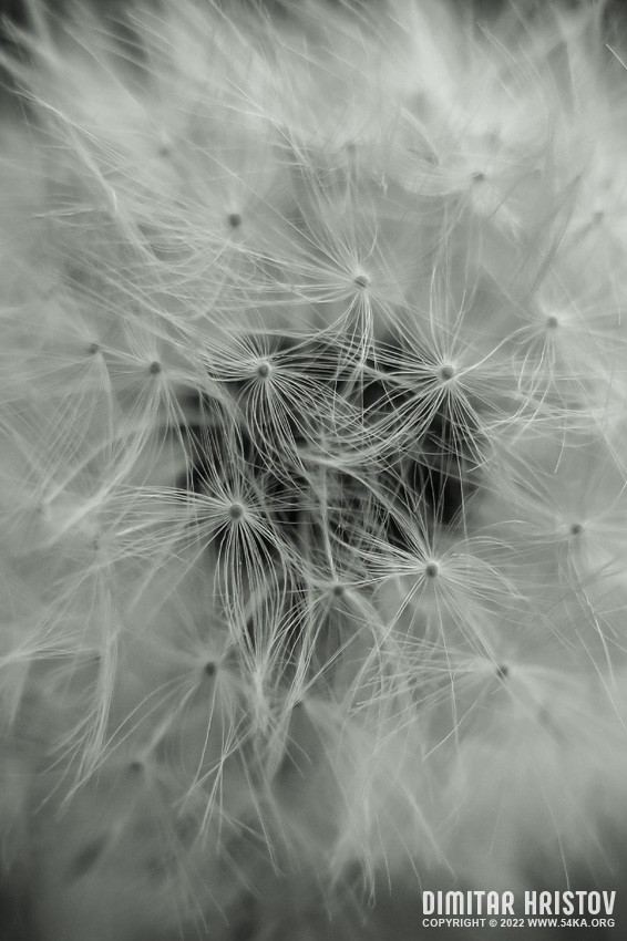 Dandelion   Close up photography other macro featured  Photo