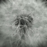 Dandelion in black and white – Close up