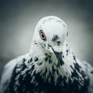 Pigeon – Closeup