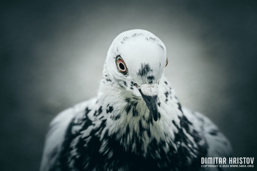 Pigeon   Closeup photography other top rated featured animals  Photo