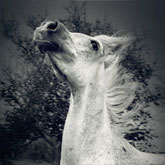 White horse posing – Black and White
