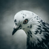 Pigeon – Closeup II