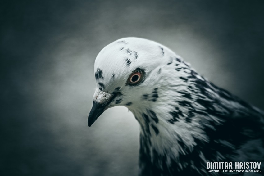 Pigeon   Closeup II photography other featured animals  Photo