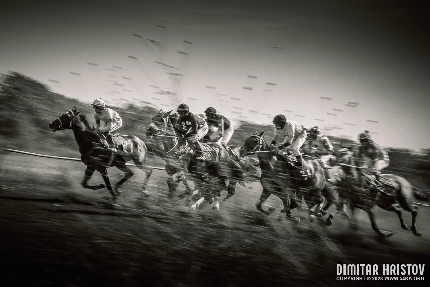 Race Horses With Jockeys On The Home Straight photography sport horse photography top rated featured extreme black and white animals  Photo