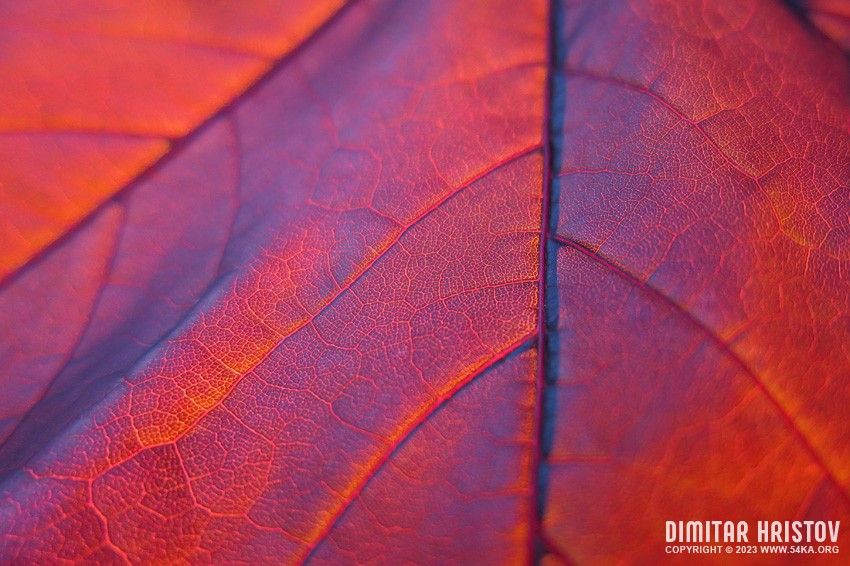 Red leaf photography other macro top rated featured  Photo