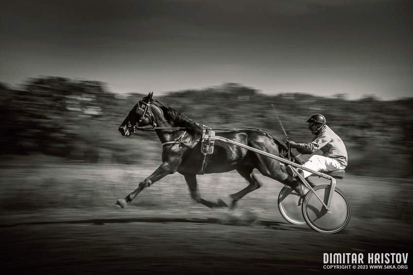 Buggy race II   Black and White photography horse photography top rated featured black and white animals  Photo