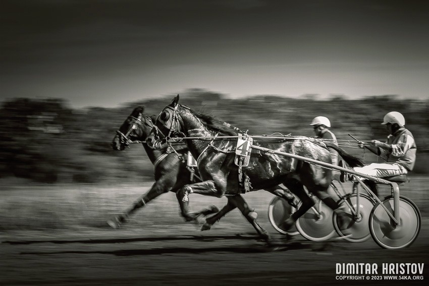 Buggy race III   Black and White photography horse photography black and white animals  Photo