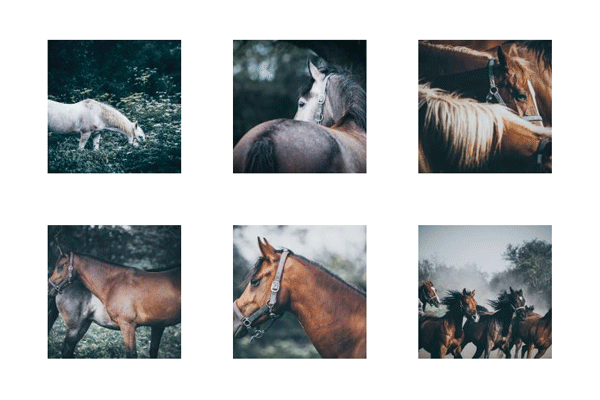 Image Gallery Hover Effect   Vannila JS js resources apps  Photo